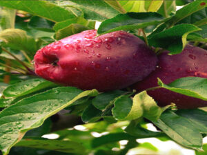 Rooting the Lausitzer Carnation Apple in the cultural landscape Screenshot youtube.com