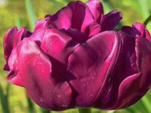 Lausitzer Gartenkultur as a source of little happiness Screenshot youtube.com