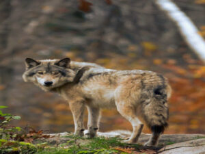 Screenshot youtube.com