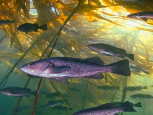 Lusatia region Peitzer Land - Far more than just pond farming and fish farming Screenshot youtube.com