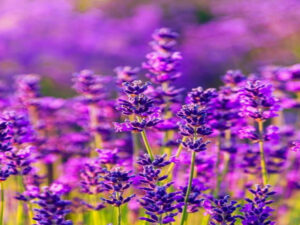 Beekeeping culture of the Lusatian Sorbs: A look at the development from wild to honey bees Screenshot youtube.com