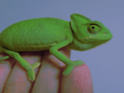 Screenshot youtube.com