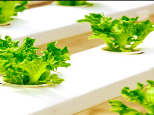 Screenshot youtube.com