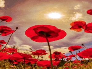 Serbska Reja: All melodies have their origins in Sorbian Lusatia Screenshot-twitter-com-fgfg3fdhdfhh1-620×264-1