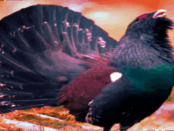 Screenshot youtube.com