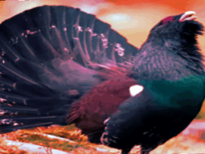 The Auerhuhn in Lusatia - a symbol of the value of ancient forests Screenshot youtube.com