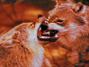 Authorities and the trivial of the wolf danger Screenshot youtube.com