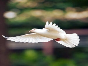 The careful and careful handling of birds in the air or the garment blowing through the air Screenshot-youtube-com-fdhgdghgh
