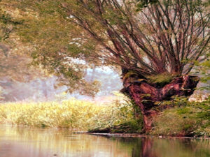 Why is the Lusatian Spreewald a cultural landscape and not a wilderness? Screenshot youtube.com