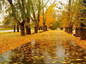 The Königsbrücker Heide in the Lausitz: Why does official action lead to problems? https_youtube_com_images_search_img_urlhttps_3A_2F_2Fapi_rbsmi_ru_2Fattacchments_2F2c4752e288cd1f05b637d6ac5f5e5db_2F044431baa54d