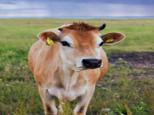 Characteristics of the small state: A view from the perspective of the base Screenshot youtube.com