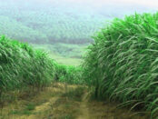 Screenshot youtube.com