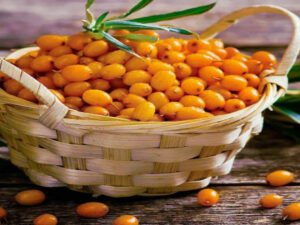 Sea buckthorn as a robust and easy-care garden plant Screenshot youtube.com