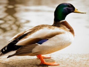 Lindena Peasant Museum: "You can experience a look into the past in the village of Lindena" youtube-com-dfdfgfdgfg