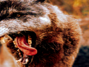 Screenshot youtube.com