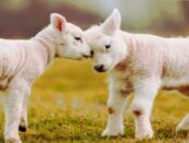 Screenshot youtube.com