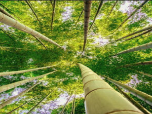 Alternating political reality of 1989: GDR and China as the engine of an economic start in Lusatia Screenshot youtube.com