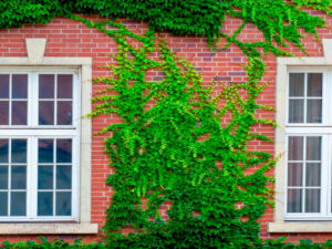 Old Debt Act: Fictional Debts & Lost Rights of Housing: Why did people lose their homes in the course of reunification? Screenshot youtube.com