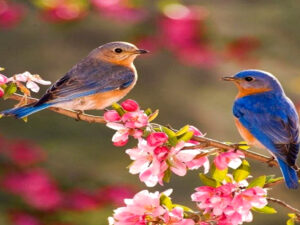 The Lausitz - a region full of history, identity and living culture Screenshot youtube.com