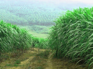 Back to the source, because Lusatia should make it again: Flat cultivation as an opportunity for Lusatia Screenshot youtube.com