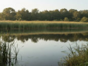 Screenshot youtube.com