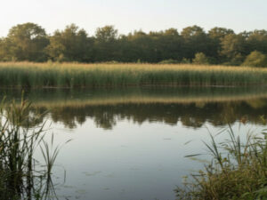 Screenshot youtube.com